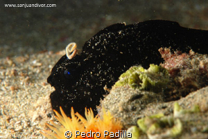 Frogfish, Nikon D80 with 105mm lens, Two strobe ikelite D... by Pedro Padilla 